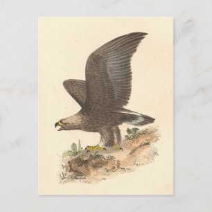The Golden Eagle (Aquila chrysaetos) NY Bird Image Postcard