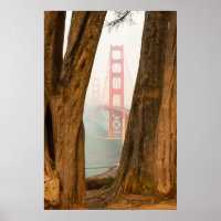 The Golden Gate Bridge | Trees from Overlook View