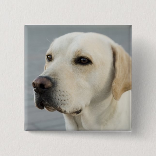 The Golden Labrador 15 Cm Square Badge (Front)
