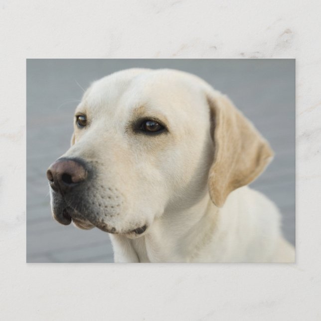 The Golden Labrador Postcard (Front)