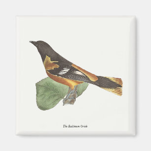 The Golden or Baltimore Oriole (Icterus galbula) Magnet