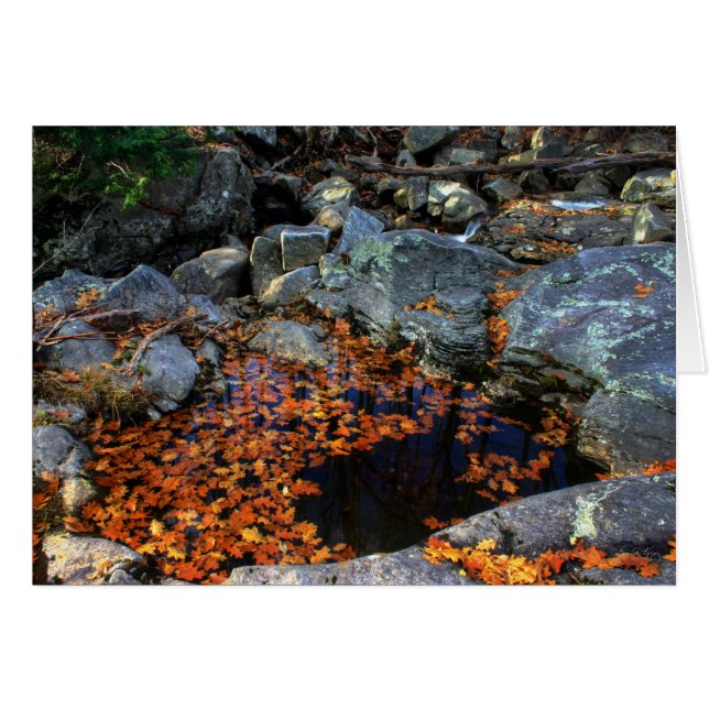 The Golden Pool (Front Horizontal)