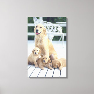 The Golden Retriever is a relatively modern and Canvas Print