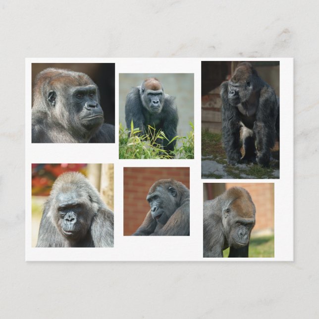 The Gorilla Troop Postcard (Front)