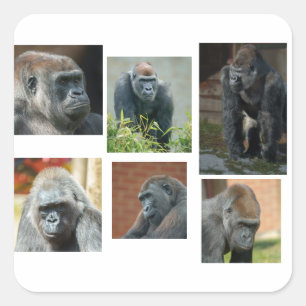 The Gorilla Troop Square Sticker