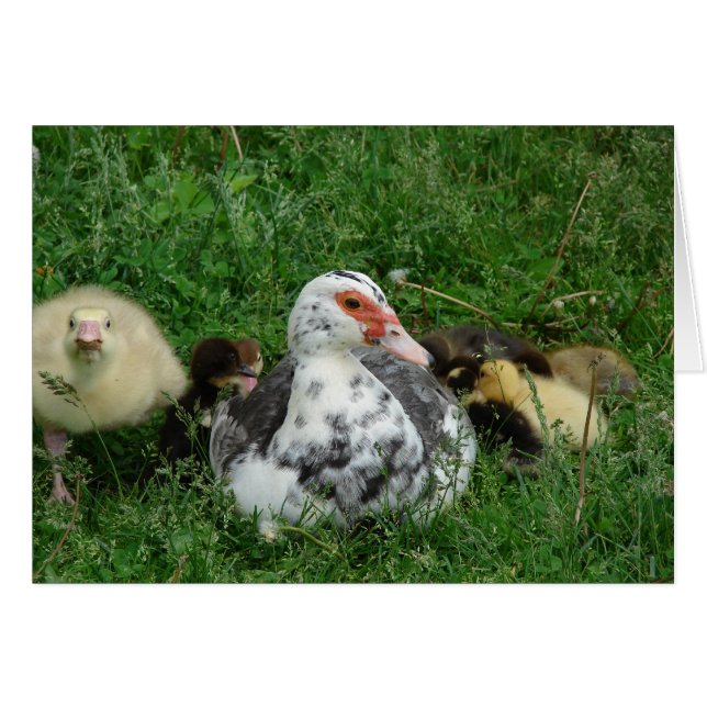 The Gosling Says, "Leave Mummy Alone!" (Front Horizontal)