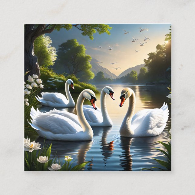 The graceful, white swans are a familiar sight in  square business card (Front)