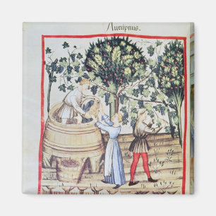 The Grape Harvest, 13th century Magnet