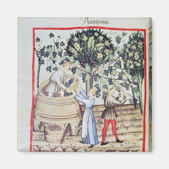 The Grape Harvest, 13th century Magnet (Front)