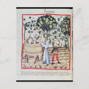 The Grape Harvest, 13th century Postcard