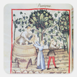 The Grape Harvest, 13th century Square Sticker