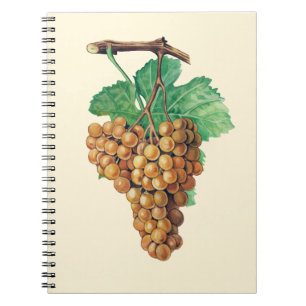 The grapes "terret blanc", colour : buttercream notebook