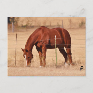 The Grass is greener... Postcard