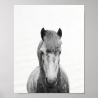 The gray horse, black and white horse photography