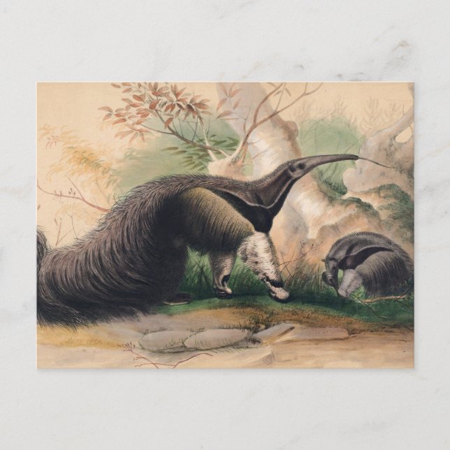 The Great Anteater by Joseph Wolf Postcard (Front)