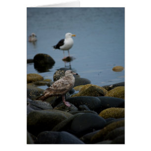 The Great Black-backed Gull Card