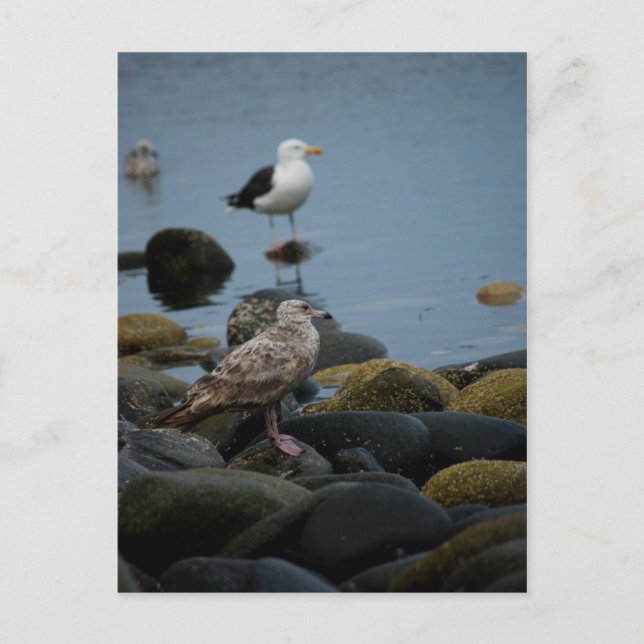The Great Black-backed Gull Postcard (Front)