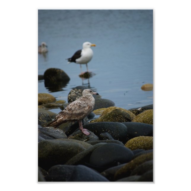 The Great Black-backed Photo Print (Front)