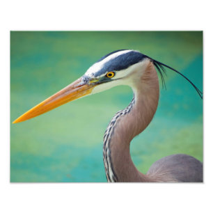 The Great Blue 11 x 14 Photo Print