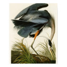 The Great Blue Heron John Audubon Birds of America