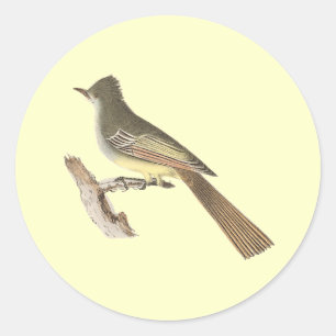 The Great-crested Kingbird (Tyrannus crinitus) Classic Round Sticker