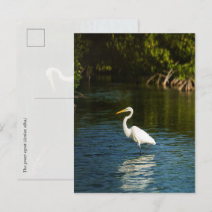 The great egret (Ardea alba) bird Postcard