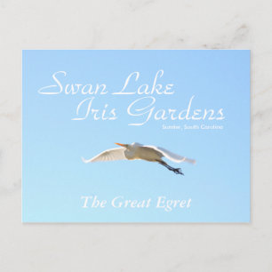 The Great Egret Postcard