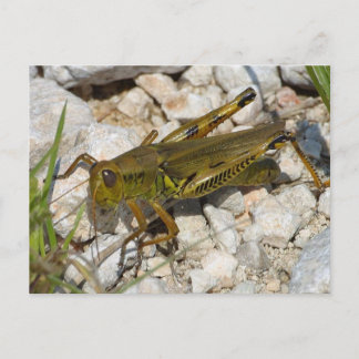 the Great Grasshopper ! Postcard
