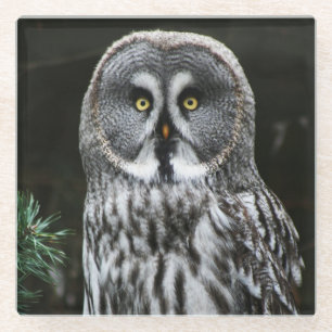 The Great Grey Owl coastercn Glass Coaster