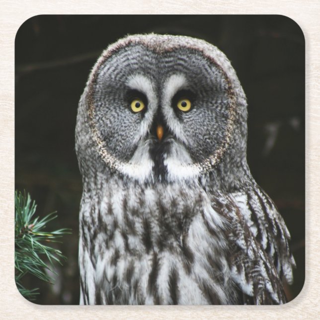 The Great Grey Owl coastercna Square Paper Coaster (Front)