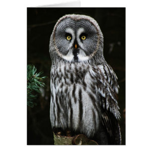 The Great Grey Owl gccn