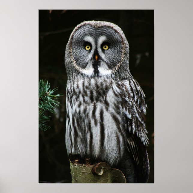 The Great Grey Owl wapcna Poster (Front)