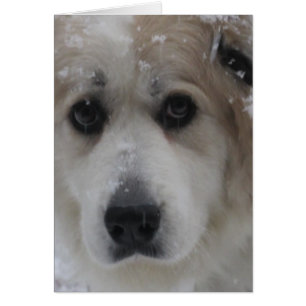 The Great Pyrenees, Gentle Giant 2