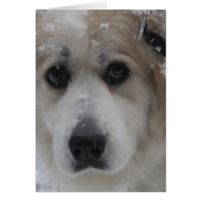 The Great Pyrenees, Gentle Giant 2 (Front)