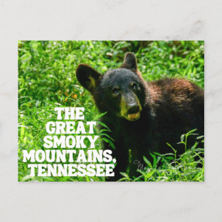 The Great Smoky Mountains National Forest Postcard