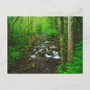 The Great Smoky Mountains Postcard