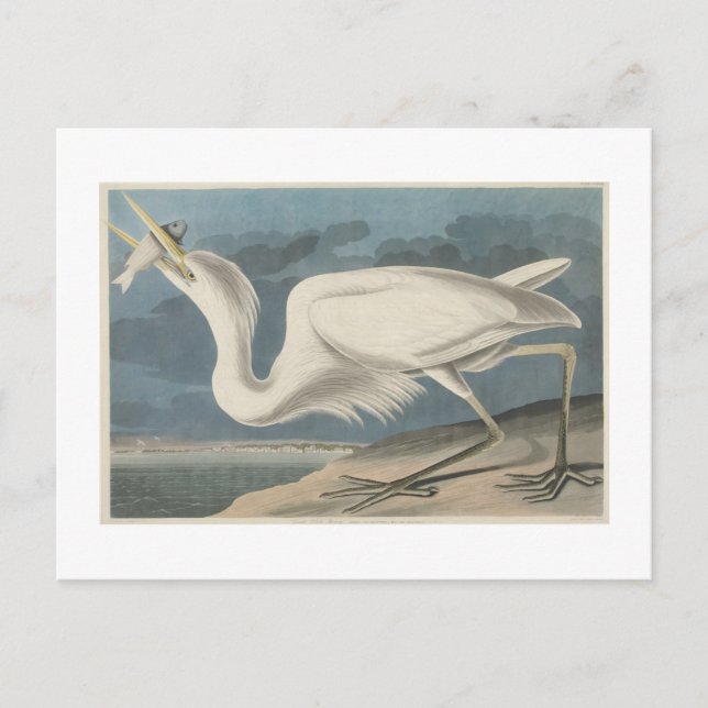 The Great White Heron Postcard (Front)