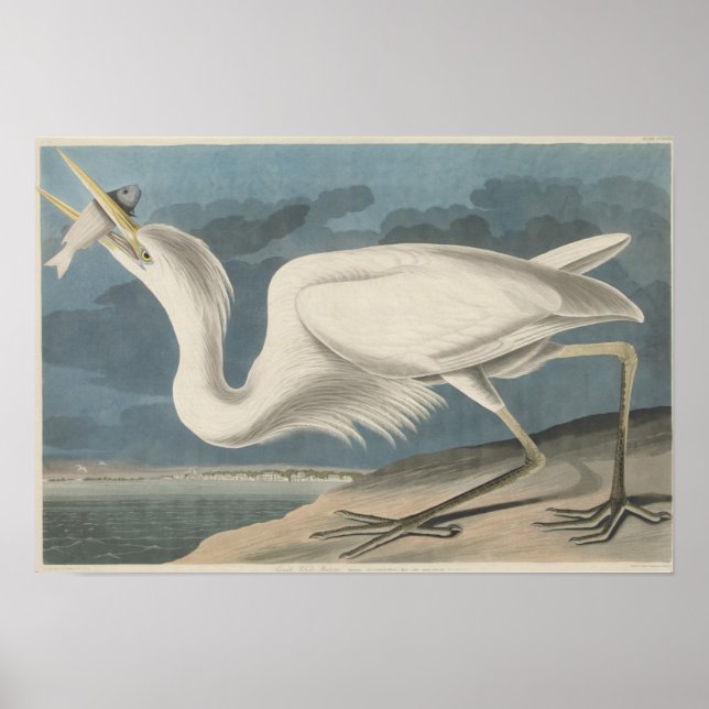 The Great White Heron Poster (Front)