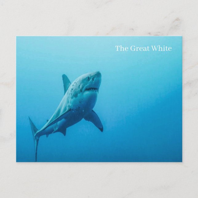 The Great White Postcard (Front)