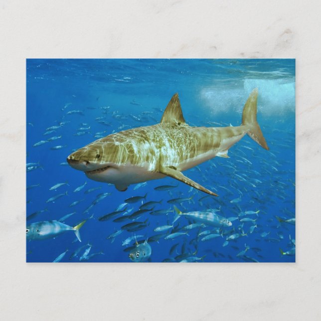 The Great White Shark Carcharodon Carcharias Postcard (Front)
