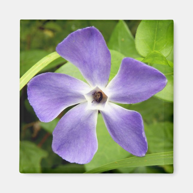 The Greater Periwinkle Magnet (Front)