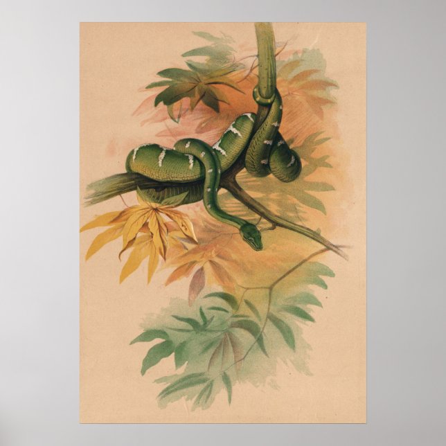 The Green Boa by Joseph Wolf Poster (Front)