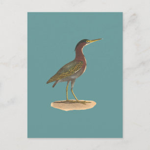 The Green Heron, or Poke (Ardea virescens) Postcard