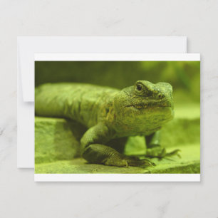 The Green Lizard