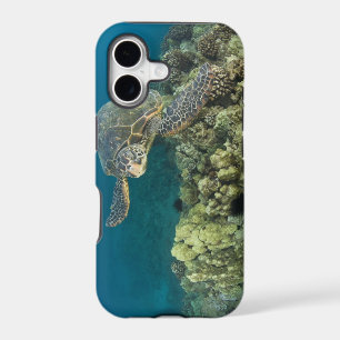 The Green Sea Turtle, (Chelonia mydas), is the 2