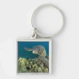 The Green Sea Turtle, (Chelonia mydas), is the 2 Key Ring