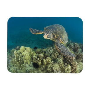 The Green Sea Turtle, (Chelonia mydas), is the 2 Magnet