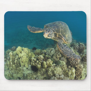 The Green Sea Turtle, (Chelonia mydas), is the 2 Mouse Pad