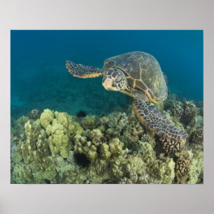 The Green Sea Turtle, (Chelonia mydas), is the 2 Poster