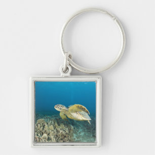 The Green Sea Turtle, (Chelonia mydas), is the 3 Key Ring